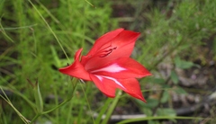 Gladiolus sempervirens
