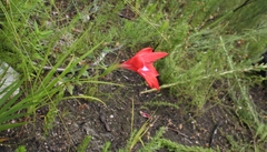 Gladiolus sempervirens