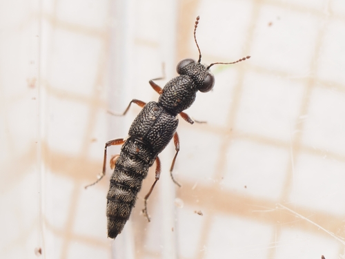 Stenus fuscipes