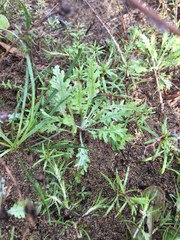 Lessingia germanorum