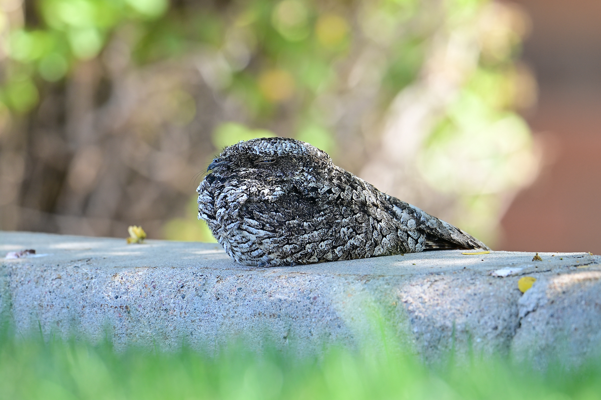 Common Poorwill (Phalaenoptilus nuttallii), photo 5