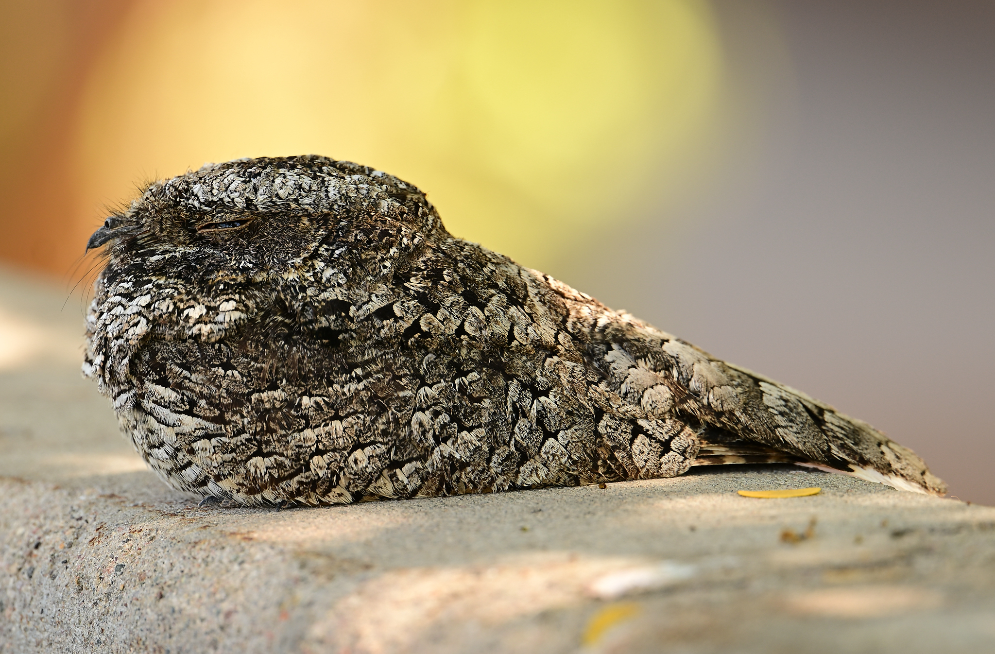Common Poorwill (Phalaenoptilus nuttallii), photo 6