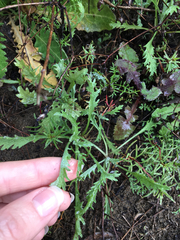 Lessingia germanorum