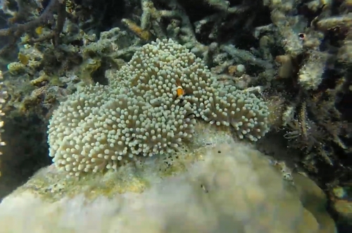 Amphiprion ocellaris