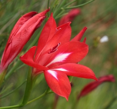 Gladiolus sempervirens