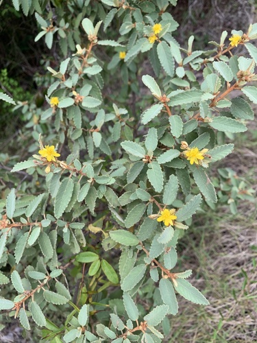 Corchorus hirsutus, photograph 6