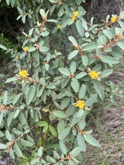 Corchorus hirsutus, photograph (c) Dairon Cuevas Riveras, some rights reserved (CC BY-SA)