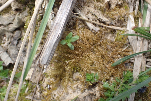 Swartz's Feather-moss (Oxyrrhynchium hians)