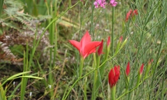 Gladiolus sempervirens