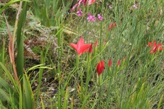 Gladiolus sempervirens