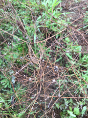 Lessingia germanorum