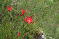 Gladiolus sempervirens