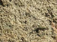 Podarcis guadarramae guadarramae