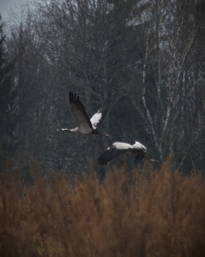 Common Crane