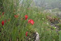 Gladiolus sempervirens