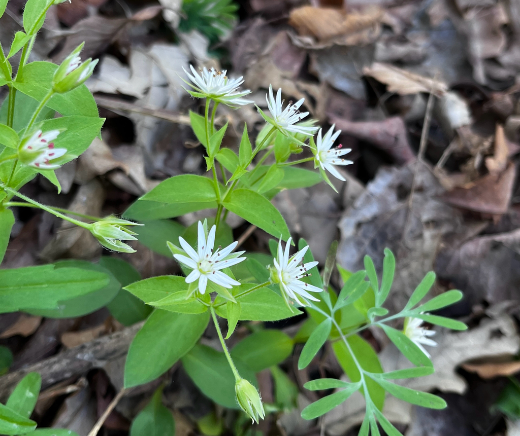 Stellaria corei; photograph (c) Sandra Keller, some rights reserved (CC BY)
