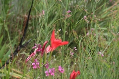 Gladiolus sempervirens