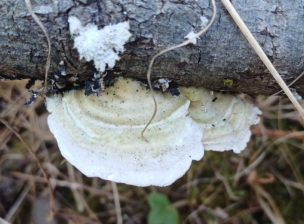 Trametes hirsuta · April 2026 · photo: © mikkohei13 (iNaturalist, cc0)