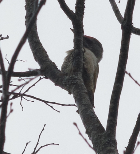 Grey-headed Woodpecker