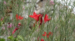 Gladiolus sempervirens