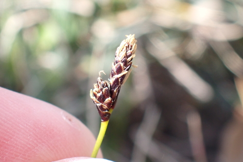 Rare Spring-sedge (Carex ericetorum)