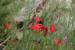 Gladiolus sempervirens