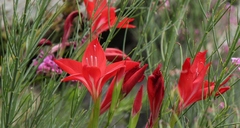Gladiolus sempervirens