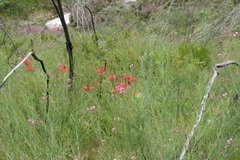 Gladiolus sempervirens