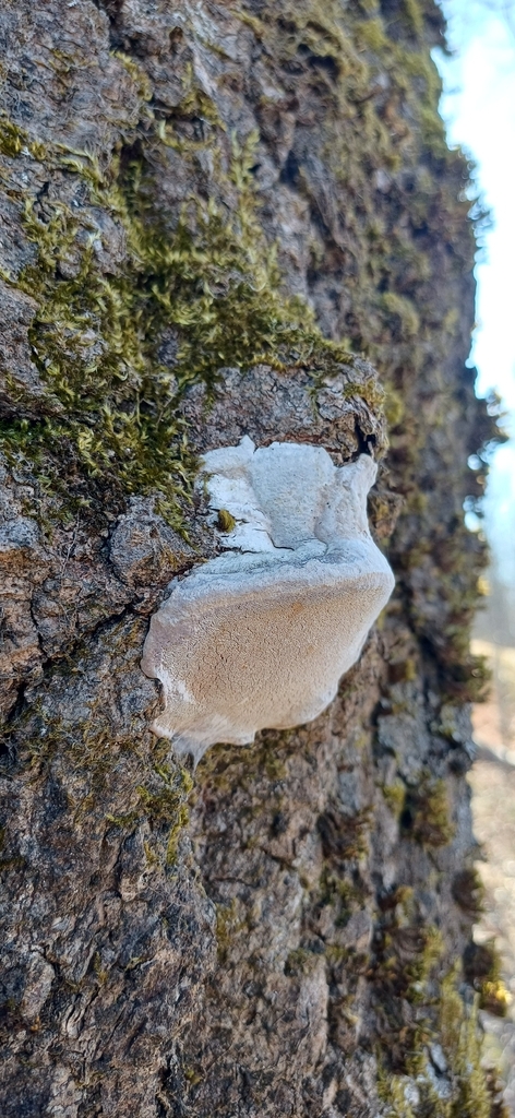 Phellinus tremulae · April 2026 · photo: © mikkohei13 (iNaturalist, cc0)