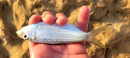 Castelnau's herring (Herklotsichthys castelnaui) — Clupeidae — 2