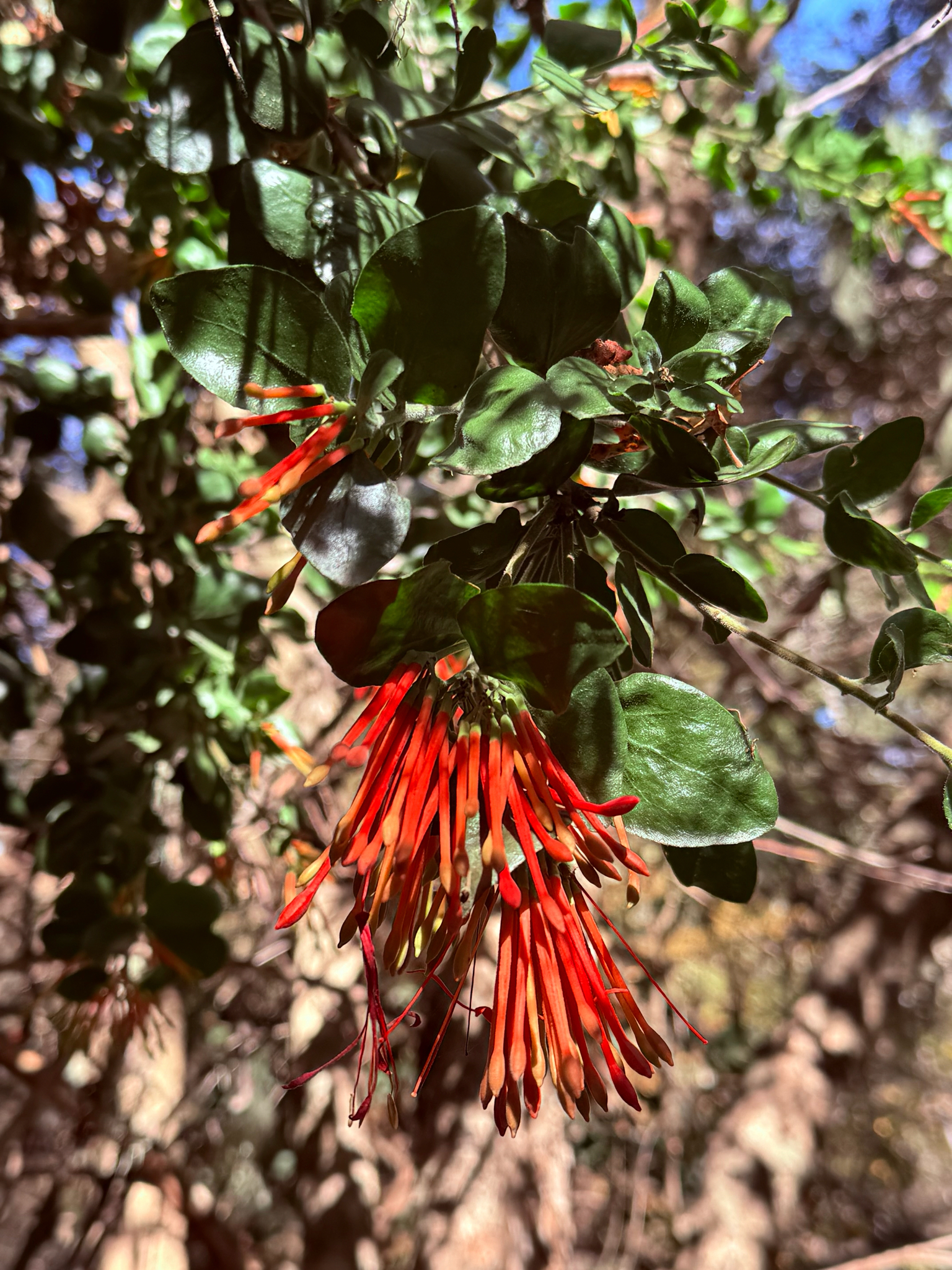 Quintral (Tristerix corymbosus)