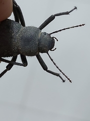 Trachyderma philistina