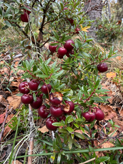 Gaultheria poeppigii, photograph (c) Francisco E. Fonturbel, some rights reserved (CC BY)
