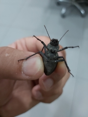 Trachyderma philistina