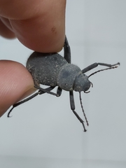 Trachyderma philistina