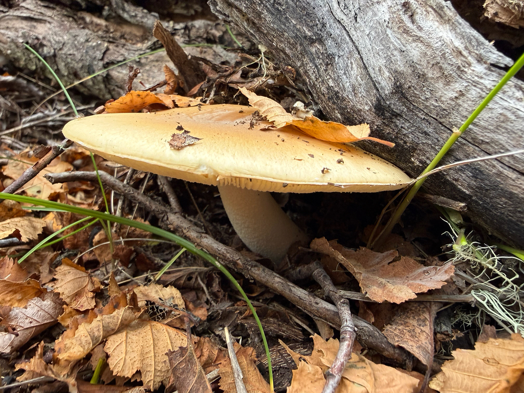 Amanita diemii · April 2026 · photo: © fonturbel (iNaturalist, cc-by)