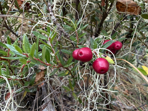 Chaura (Gaultheria poeppigii)