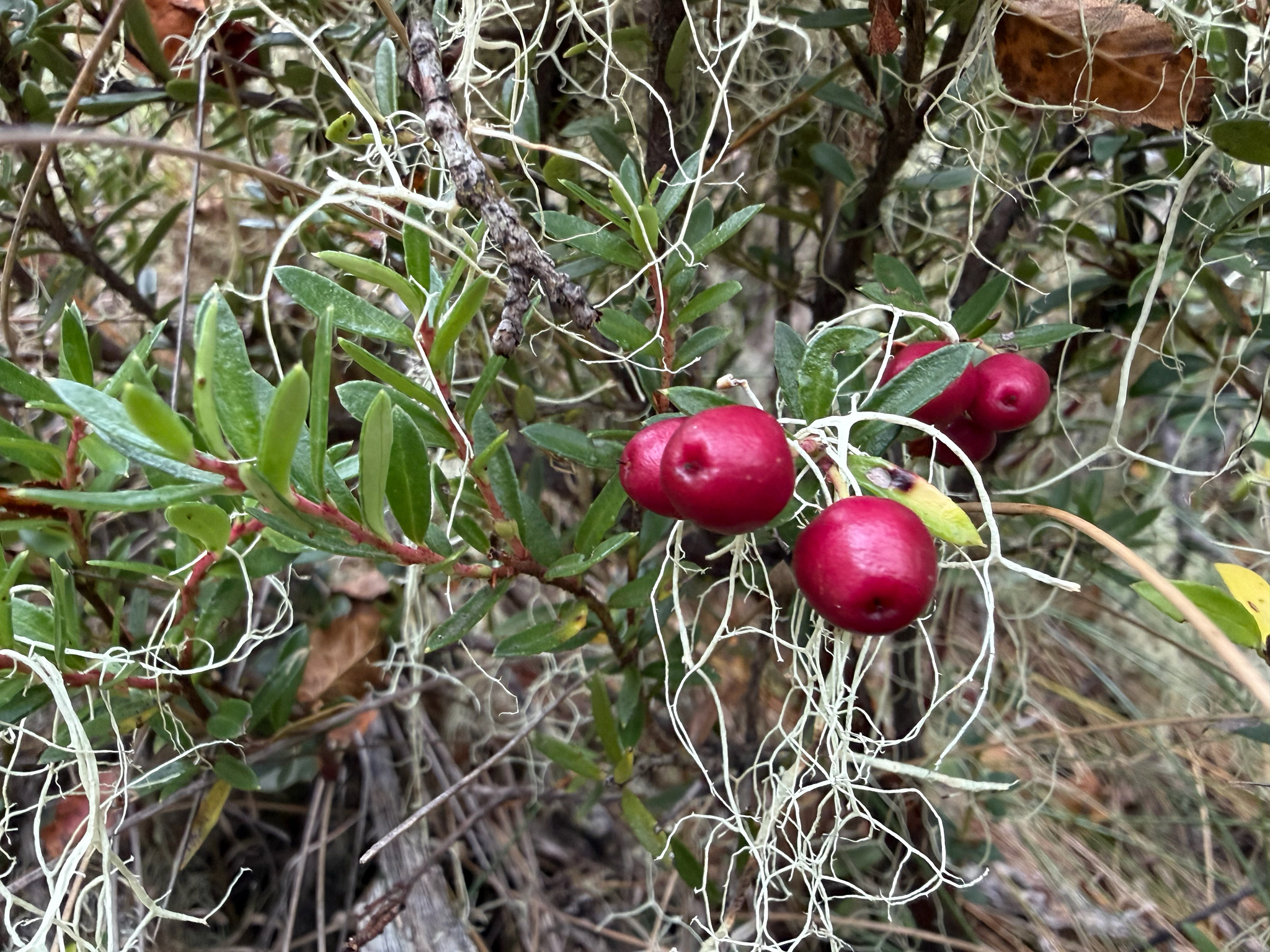 Chaura (Gaultheria poeppigii)