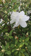 Rhododendron