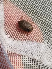 Hymenarcys nervosa