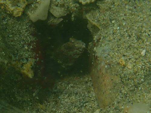Cryptocentrus lutheri