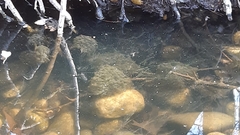 Rana latastei