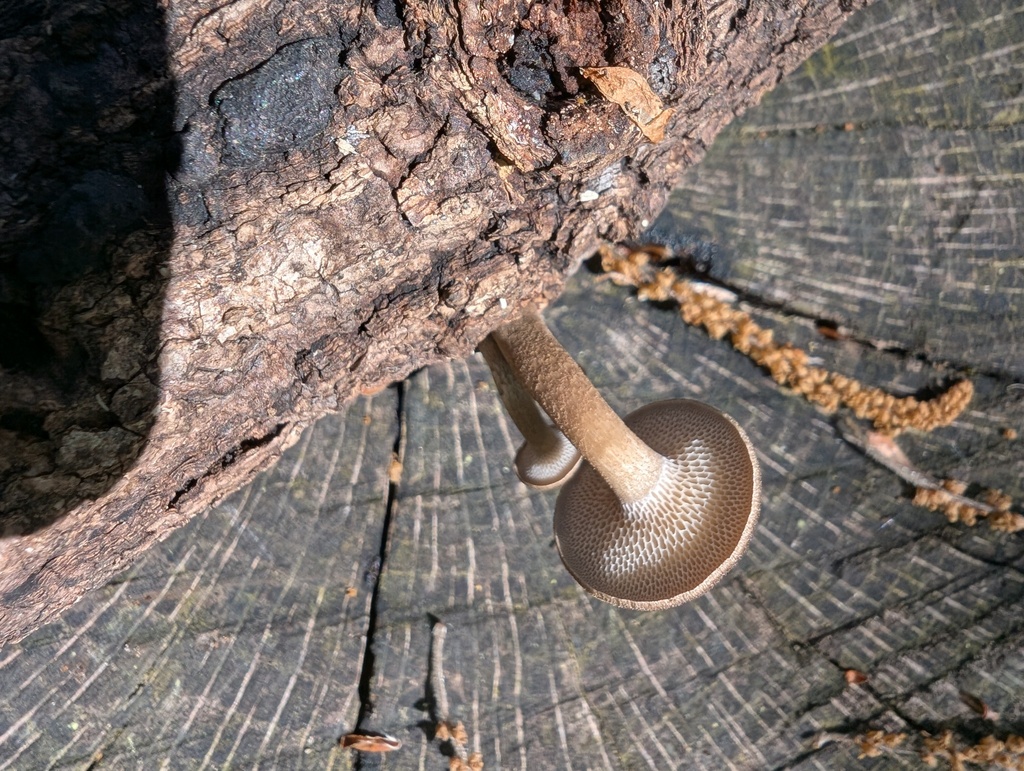 Lentinus arcularius · April 2026 · photo: © atsushi_nakajima_cirque (iNaturalist, cc-by)