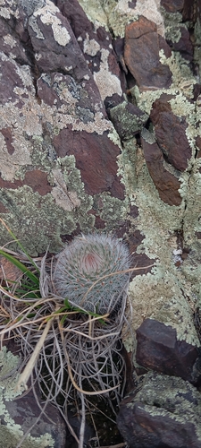 Silver Ball Cactus (Parodia scopa)