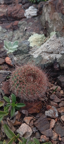 Sun cup (Parodia concinna)