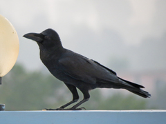 Corvus macrorhynchos culminatus