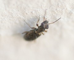 Asaphidion