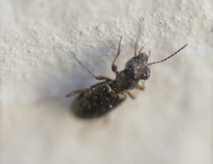 Asaphidion