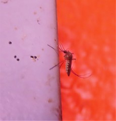 Culex quinquefasciatus