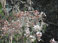 Cordia trichotoma, photograph (c) Fabrício Mil Homens Riella, some rights reserved (CC BY)